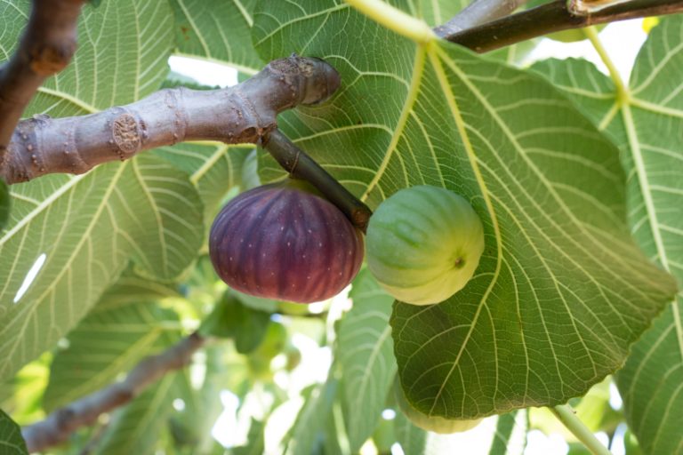fruitandvegproductprofileseptember2017bursablackfigtree