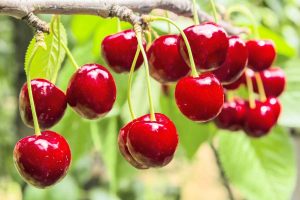 local cherries from TH Brown