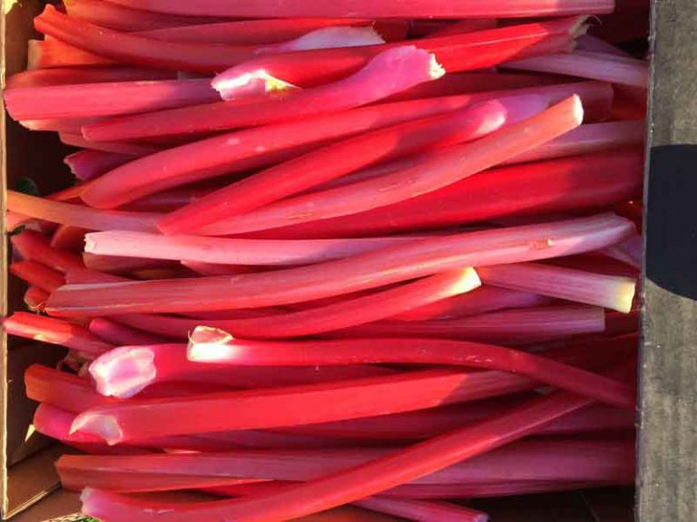 Fruit and Vegetable Wholesalers Kent T H Brown & Son