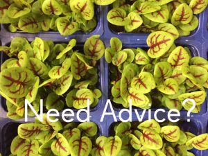 th brown provide advice