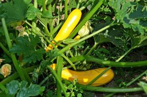 local courgettes yellow | th brown