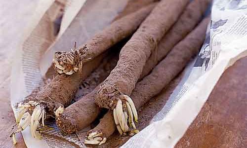 Salsify from T H Brown and Son