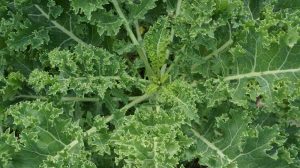 kale plant T H brown and son